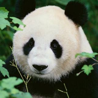 Panda HD mobile wallpaper