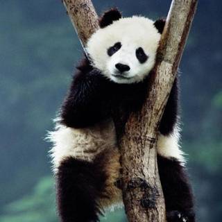 Panda HD mobile wallpaper