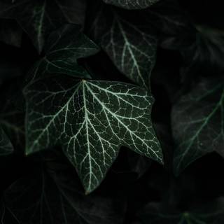 Creative iPhone wallpaper