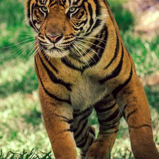 Smartphone wild animals wallpaper
