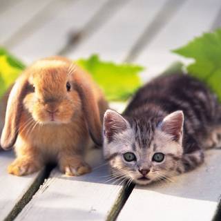 Easter dogs and cats wallpaper