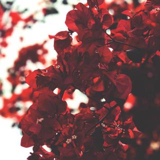 Red iPhone wallpaper