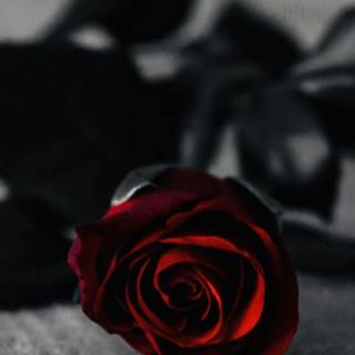 Red and black aesthetic roses wallpaper