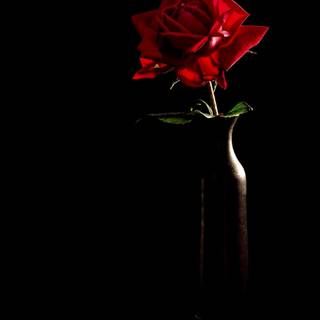 Red and black aesthetic roses wallpaper