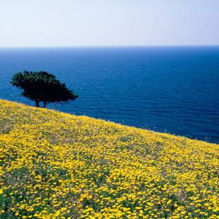 Spring Greece wallpaper