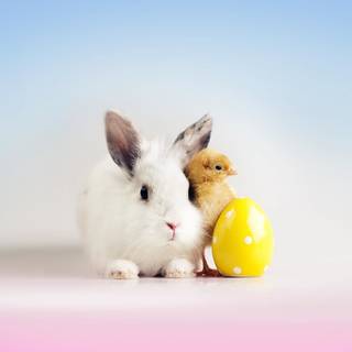 Easter pets wallpaper
