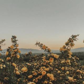 iPhone summer aesthetic wallpaper