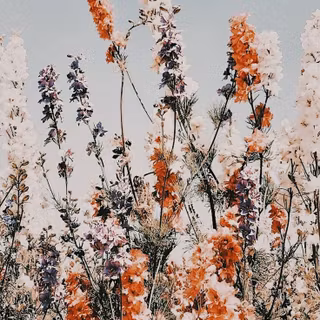 iPhone summer aesthetic wallpaper