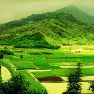 Nature for laptop wallpaper