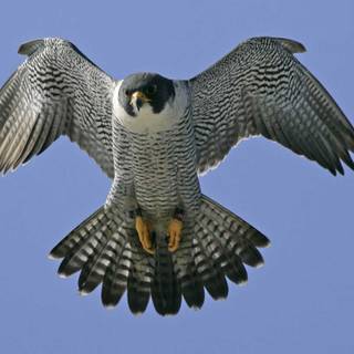 Falcon bird wallpaper