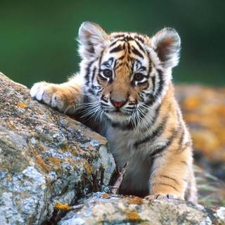 Baby animals spring wallpaper