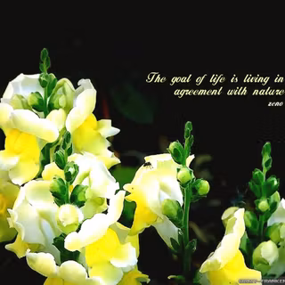Easter flowers and Bible wallpaper