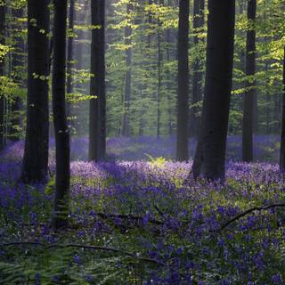 Spring Belgium wallpaper