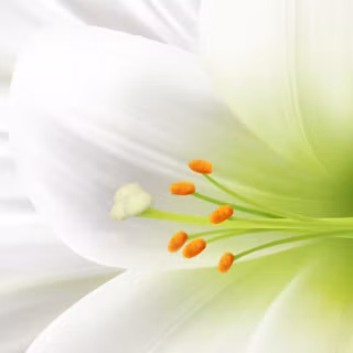 Christian Easter flowers wallpaper