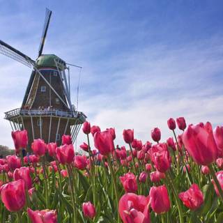 Spring Netherlands wallpaper
