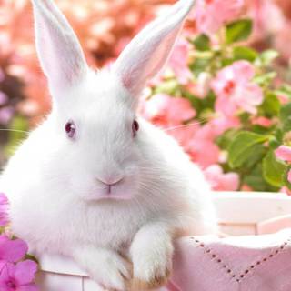 Easter pink wallpaper