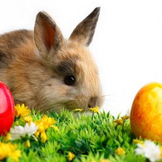 Cute bunny with eggs wallpaper