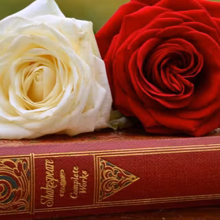 Red and white flowers wallpaper