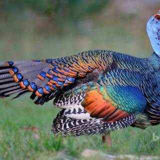 Wild turkey wallpaper