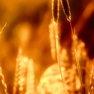 Weed iPhone wallpaper