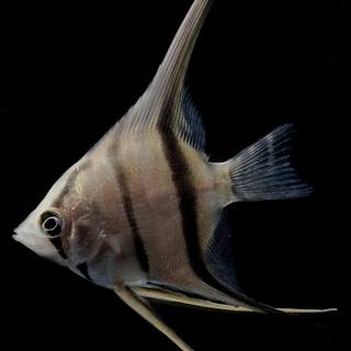 Culter fish wallpaper