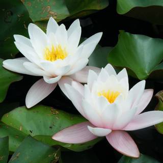 Lotus garden wallpaper