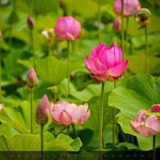 Lotus garden wallpaper