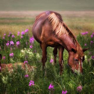 Spring foal wallpaper