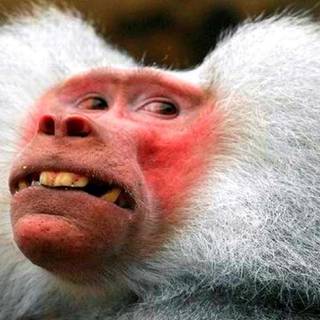 Ugly monkey wallpaper