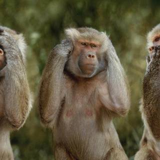 Ugly monkey wallpaper