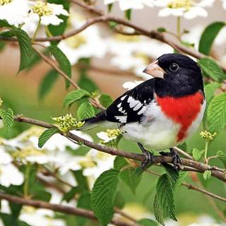 Adorable birds spring wallpaper