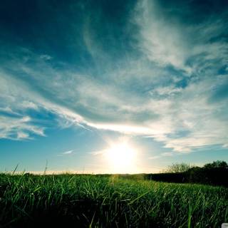 Summer sunny wallpaper