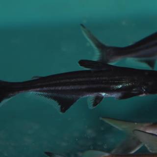 Iridescent shark wallpaper