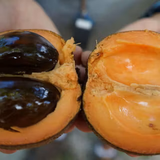 Pouteria sapota wallpaper