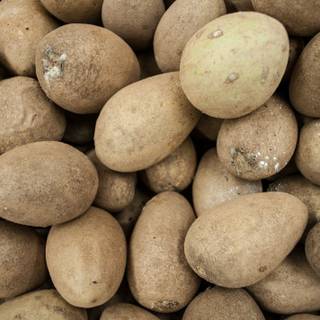 Pouteria sapota wallpaper