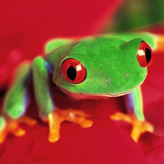 Skin colors wallpaper