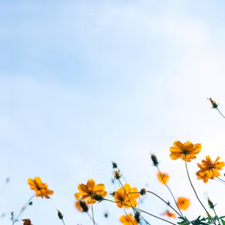 Spring core wallpaper