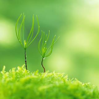 Green macro wallpaper