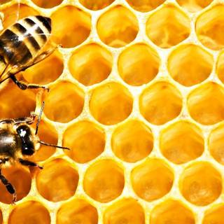 Kawaii bee landscape wallpaper