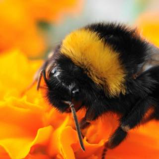 Kawaii bee landscape wallpaper