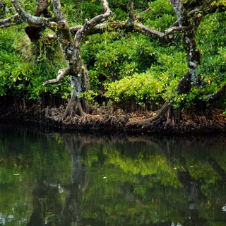 Mangrove wallpaper