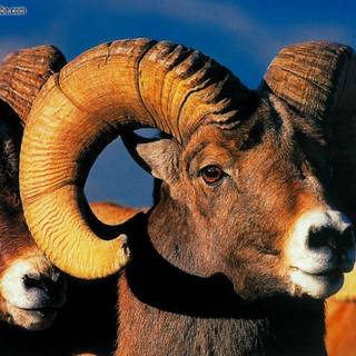 Bighorn sheep wallpaper