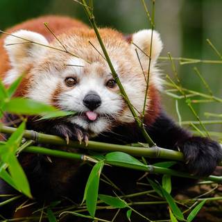 Cute red pandas wallpaper