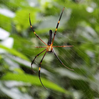 Spider nature wallpaper