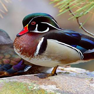 Baby wood ducks wallpaper