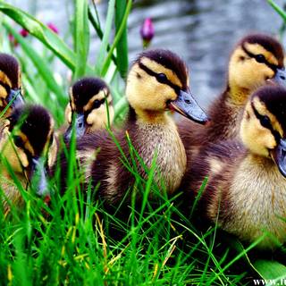 Baby wood ducks wallpaper