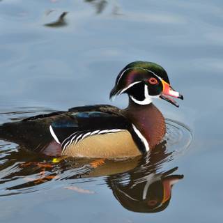Baby wood ducks wallpaper
