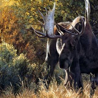 Moose art wallpaper