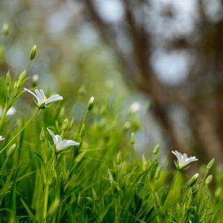 Outdoor spring wallpaper