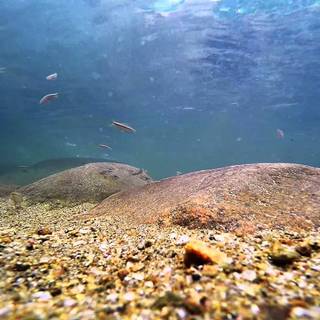 Freshwater fish wallpaper